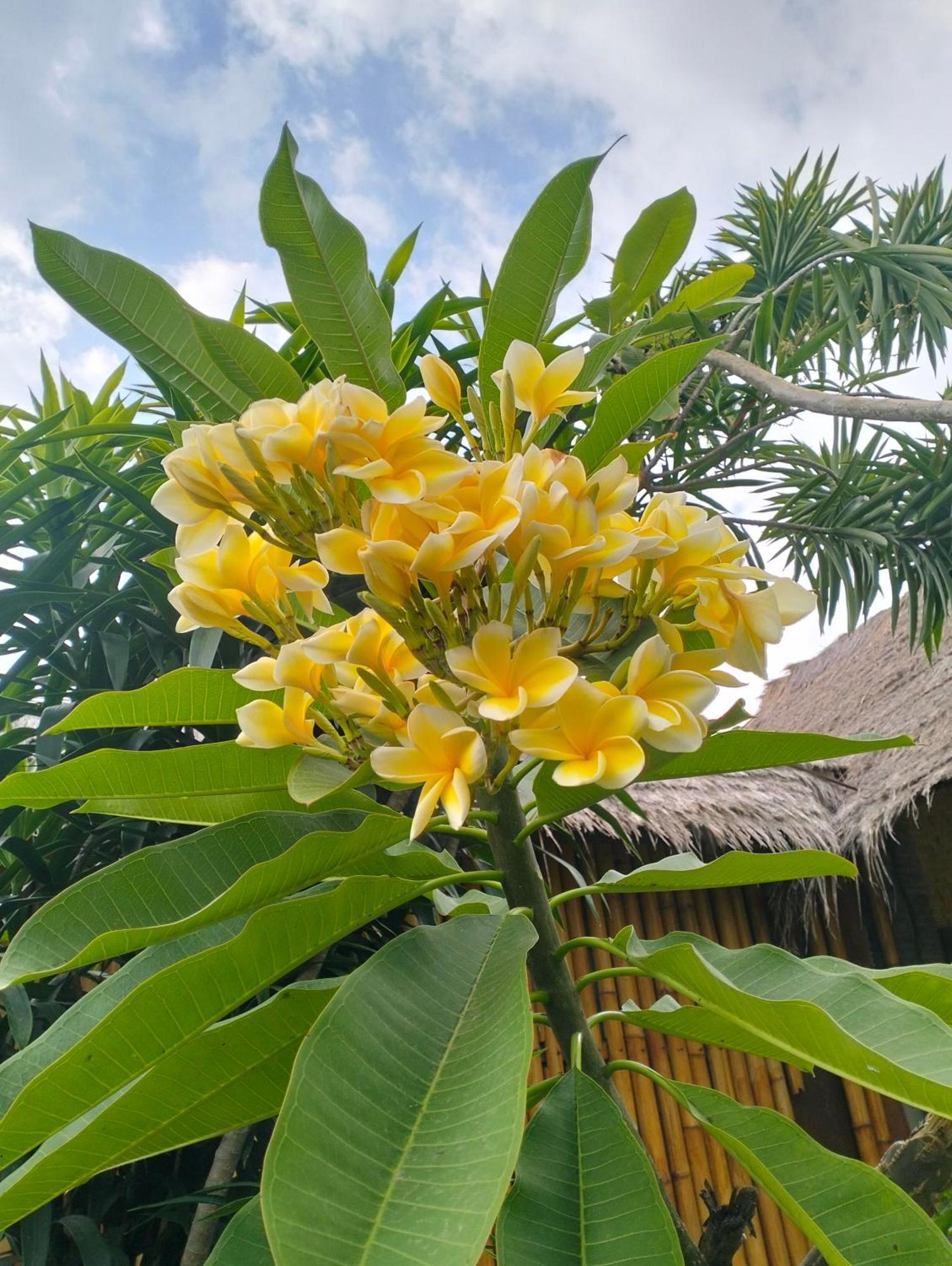 Tangga Bungalows غيلي آير المظهر الخارجي الصورة